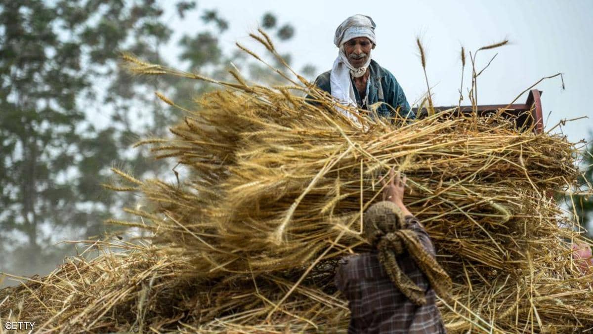 الزراعة في مصر - القمح